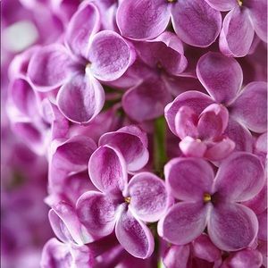 Meet your Posher, Latifa